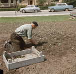 824490 Afbeelding van een medewerker van de gemeentelijke plantsoenendienst te Utrecht tijdens het planten van jonge planten.